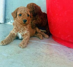 Cuccioli di barboncino toy