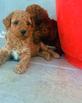 Cuccioli di barboncino toy