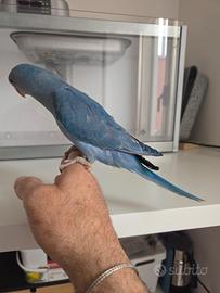 Pappagalli