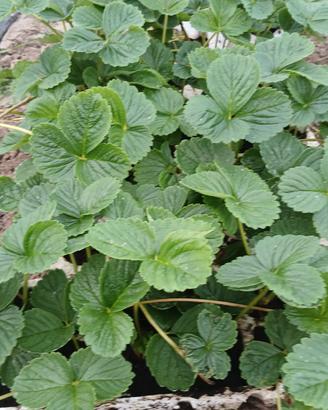Piante di fragola 