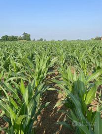 Terreni e allevamenti