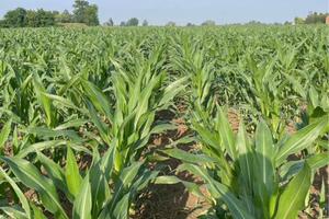 Terreni e allevamenti