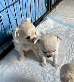 Cuccioli chihuahua toy
