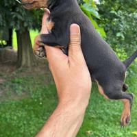 Cuccioli di Pinscher Toy
