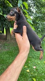 Cuccioli di Pinscher Toy