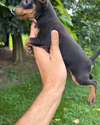Cuccioli di Pinscher Toy
