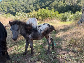 Miny Pony maschio