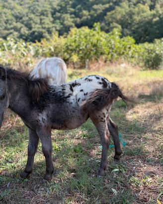 Miny Pony maschio