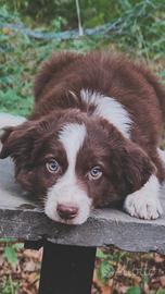 Border collie cioccolato