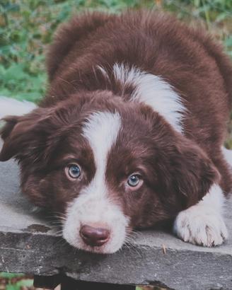 Border collie cioccolato