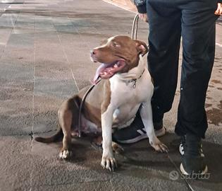 Pitbull originale