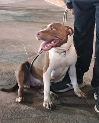 Pitbull originale