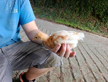 Pulcini ovaiole