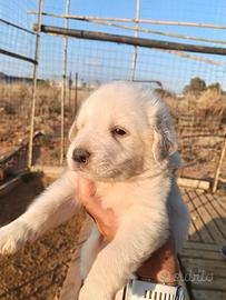Cuccioli maremmano