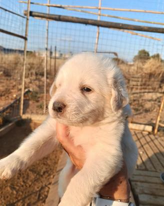 Cuccioli maremmano
