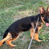 Cucciolo pastore tedesco