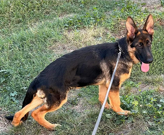 Cucciolo pastore tedesco