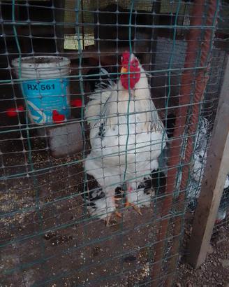 Gallo