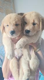 Golden Retriever Americani cuccioli con Pedigree