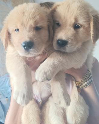 Golden Retriever Americani cuccioli con Pedigree