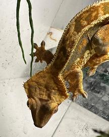 Geco Ciliatus