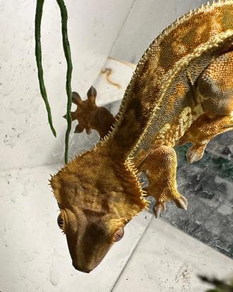 Geco Ciliatus