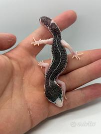 Geco leopardino