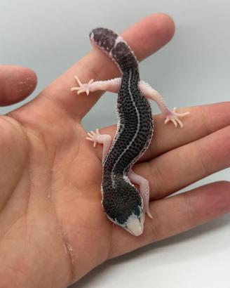 Geco leopardino