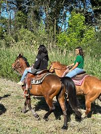 Cavallo