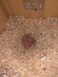 Parrocchetti dal collare