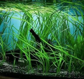 Vallisneria gigantea: lunghe foglie n.20+2 omaggio