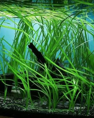 Vallisneria gigantea: lunghe foglie n.20+2 omaggio