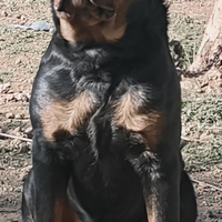 Rottweiler x accoppiamento