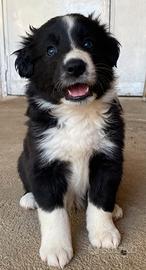 Cucciolo border collie