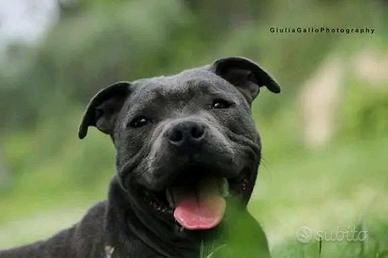 Staffordshire bull terrier blu