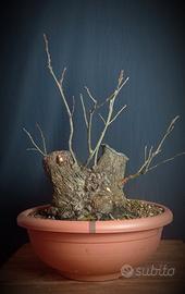 Castagno (Castaneda sativa)