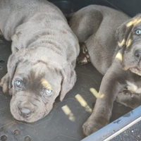 Cuccioli di Cane Corso italiano grigio blue