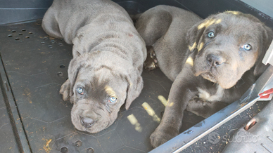 Cuccioli di Cane Corso italiano grigio blue