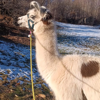 Wooly lama