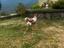 Immagine 6