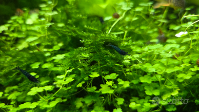 Neocaridina Davidi - gamberetti d'acqua dolce BLU