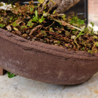 Bonsai
