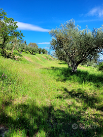 Striscia di terreno 5 mila mq