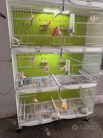 Canarini più gabbia