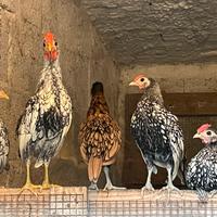 Gallinelle ornamentali