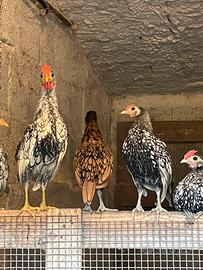 Gallinelle ornamentali