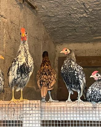 Gallinelle ornamentali