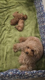 Cuccioli barboncino Toy