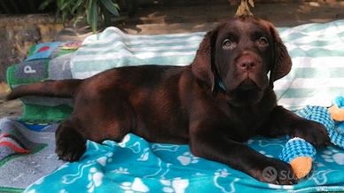 Cuccioli di labrador immediately disponibilita'