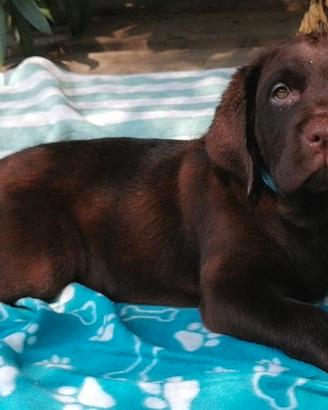 Cuccioli di labrador immediately disponibilita'